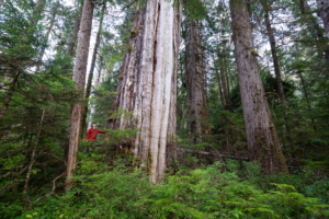 A massive old-growth western redcedar tree in a small retention patch but lacking any formal protection.
