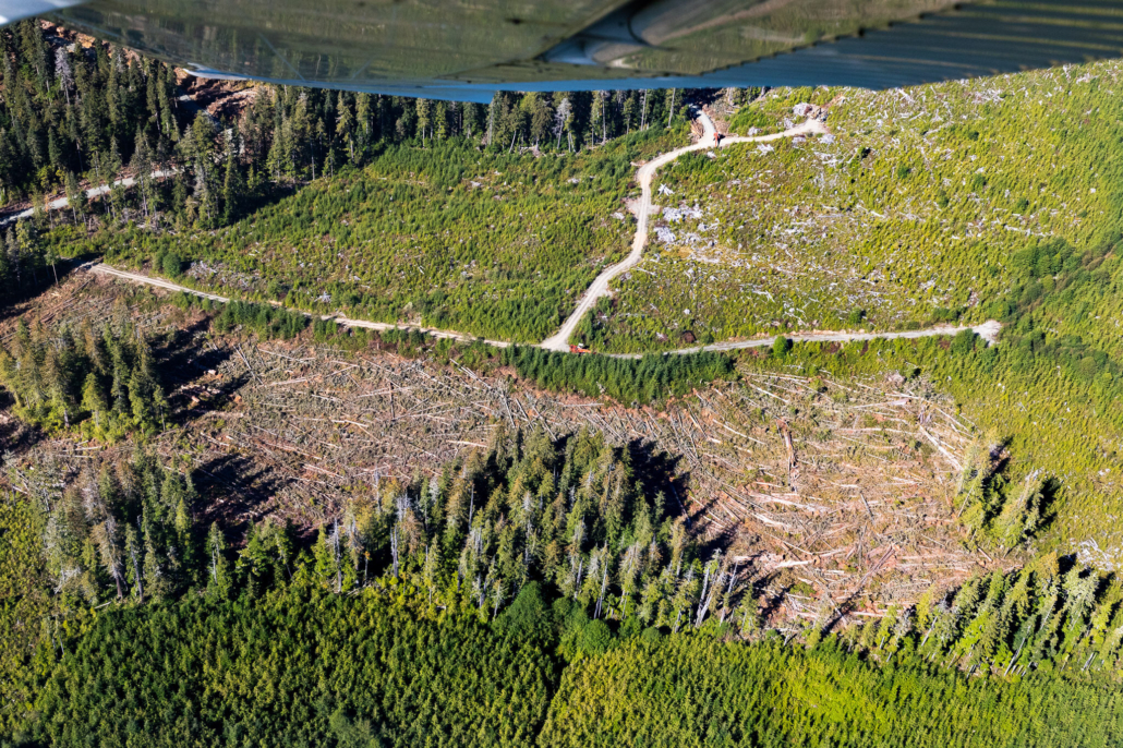 An aerial image of a patchwork of clearcuts in Quatsino Territory.