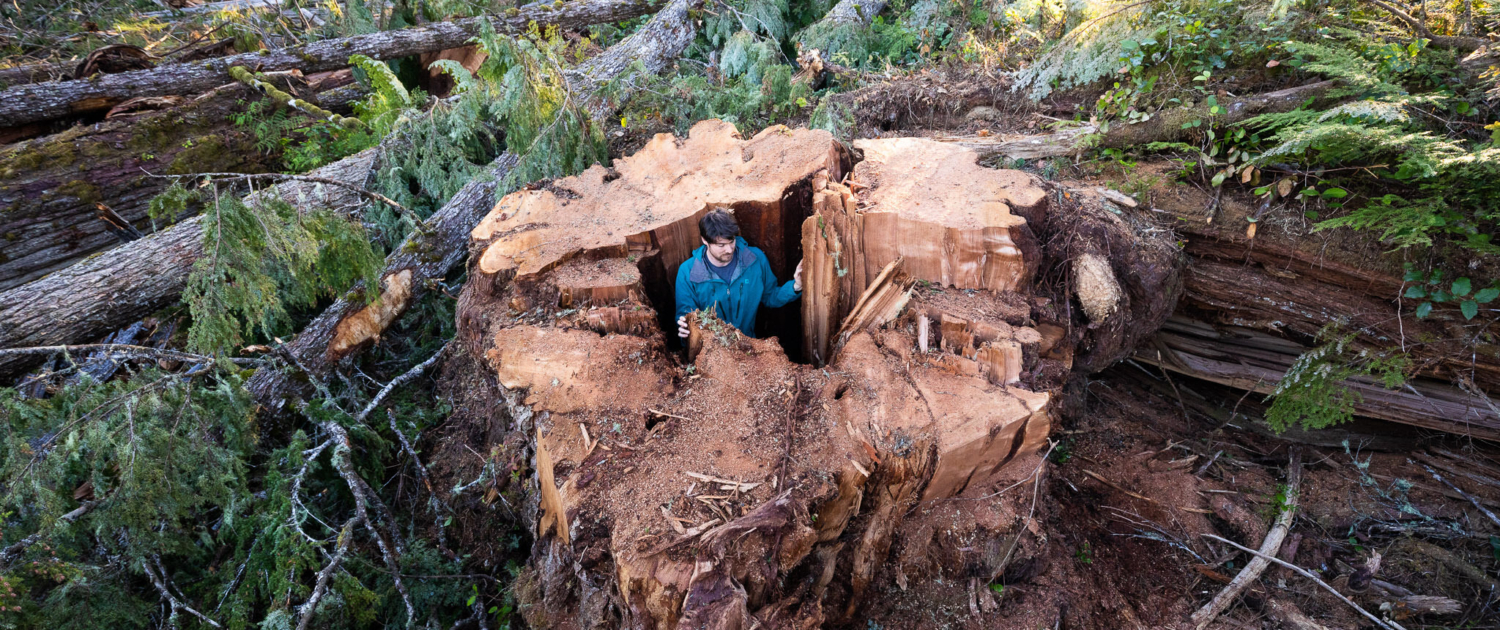 A man in a blue jacket stands inside the base of a logged western redcedar in the middle of a massive clearcut on northern Vancouver Island.