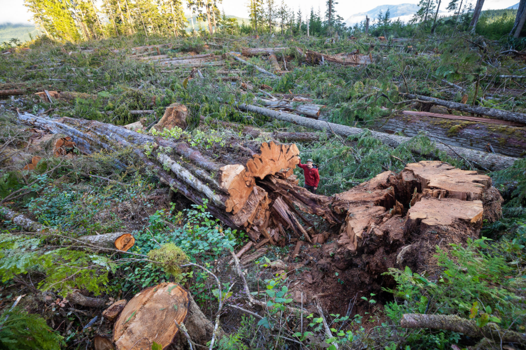 The Guardian: Images of felled ancient tree a 'gut-punch', old
