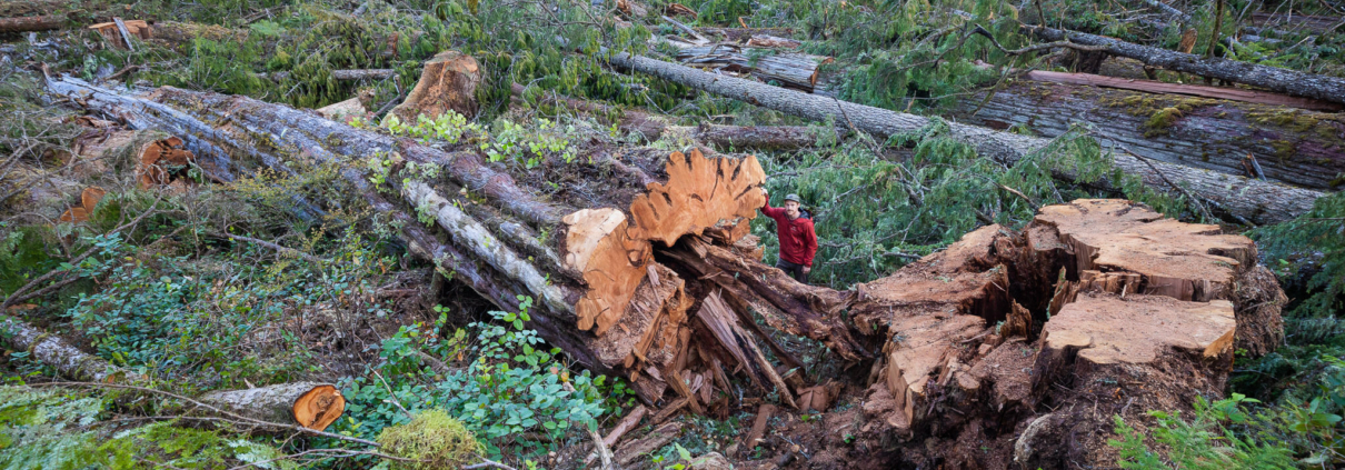 A man in a red jacket stands beside the base of a fallen western redcedar among a giant clearcut of hundreds other old-growth trees.