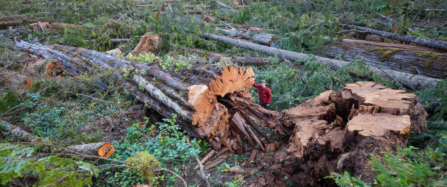 A man in a red jacket stands beside the base of a fallen western redcedar among a giant clearcut of hundreds other old-growth trees.