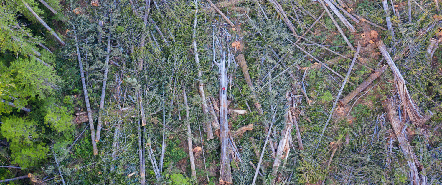 A man in a red jacket lays on a monumental western redcedar among hundreds of other fallen old-growth trees in a clearcut on northern Vancouver Island.