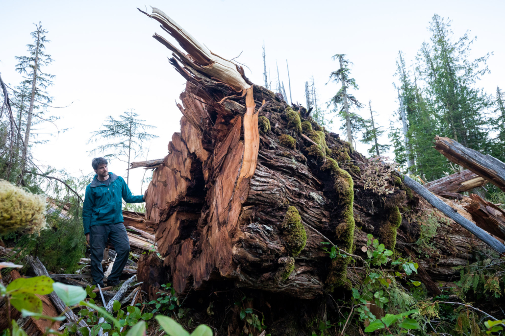AFA's Ian Thomas, wearing a blue jacket and dark grey pants, stands beside a freshly cut old-growth cedar. The tree's stump dwarfs Thomas, who is 6"5', amongst a sea of more clearcut stumps and debris.