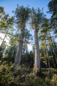 These two trees were down the following day..