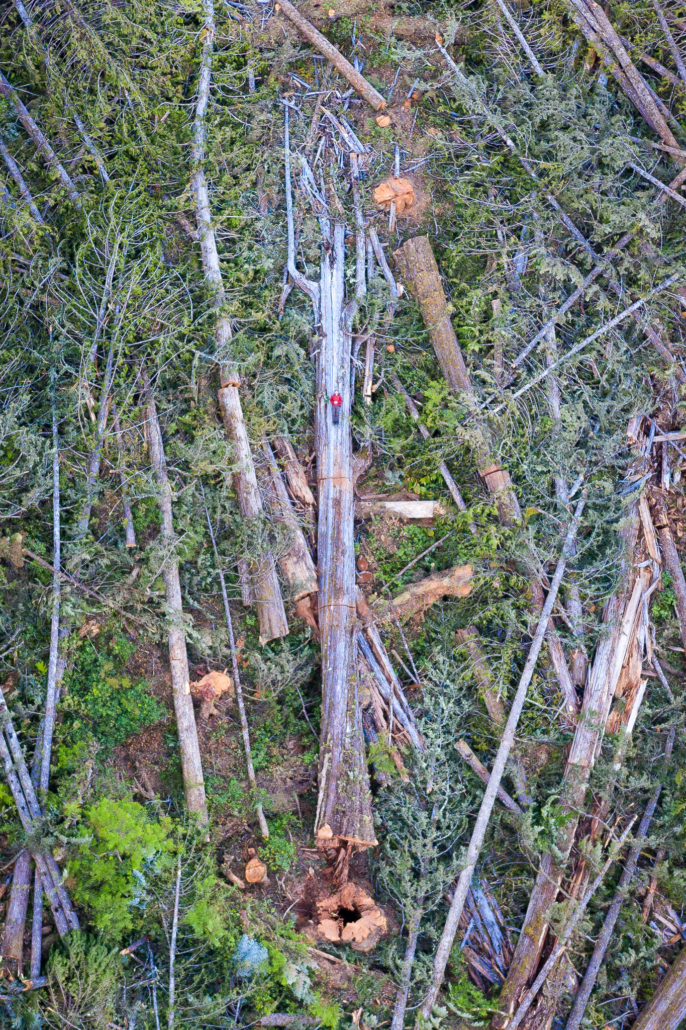 A man in a red jacket lies down on the fallen western redcedar, providing scale for the sheer size of the monumental tree.