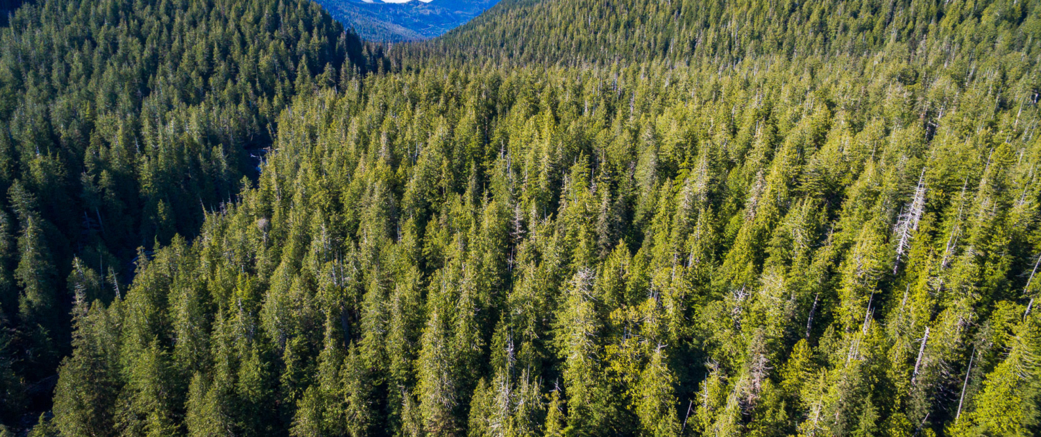 A sea of green old-growth in the Central Walbran Valley