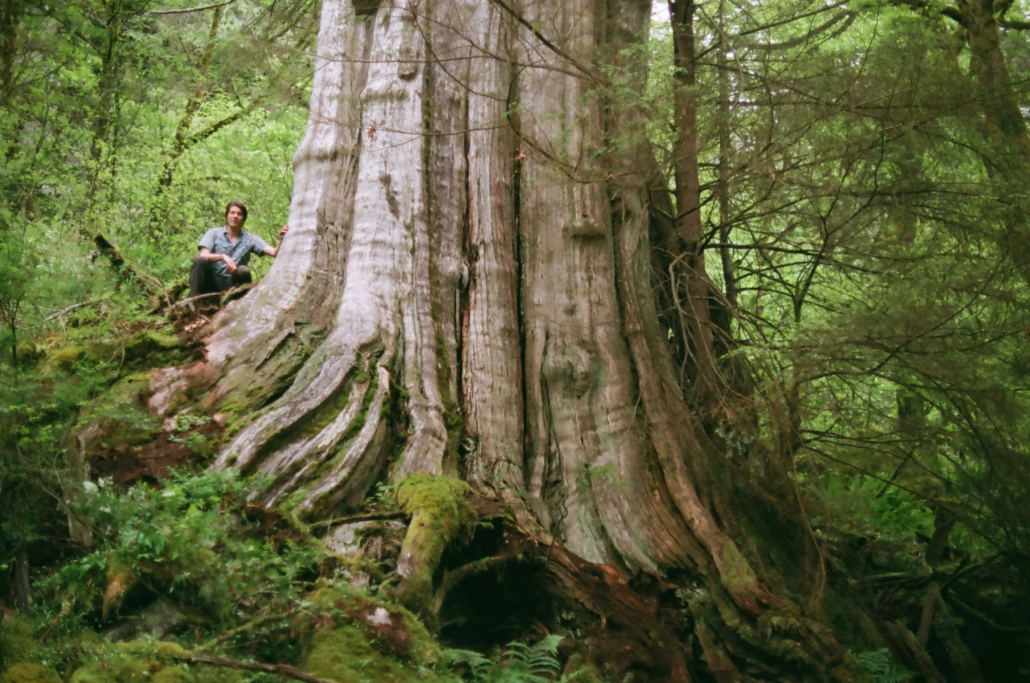 A man in a grey shirt sits beside the North Shore Giant among green old-growth trees and shrubbery