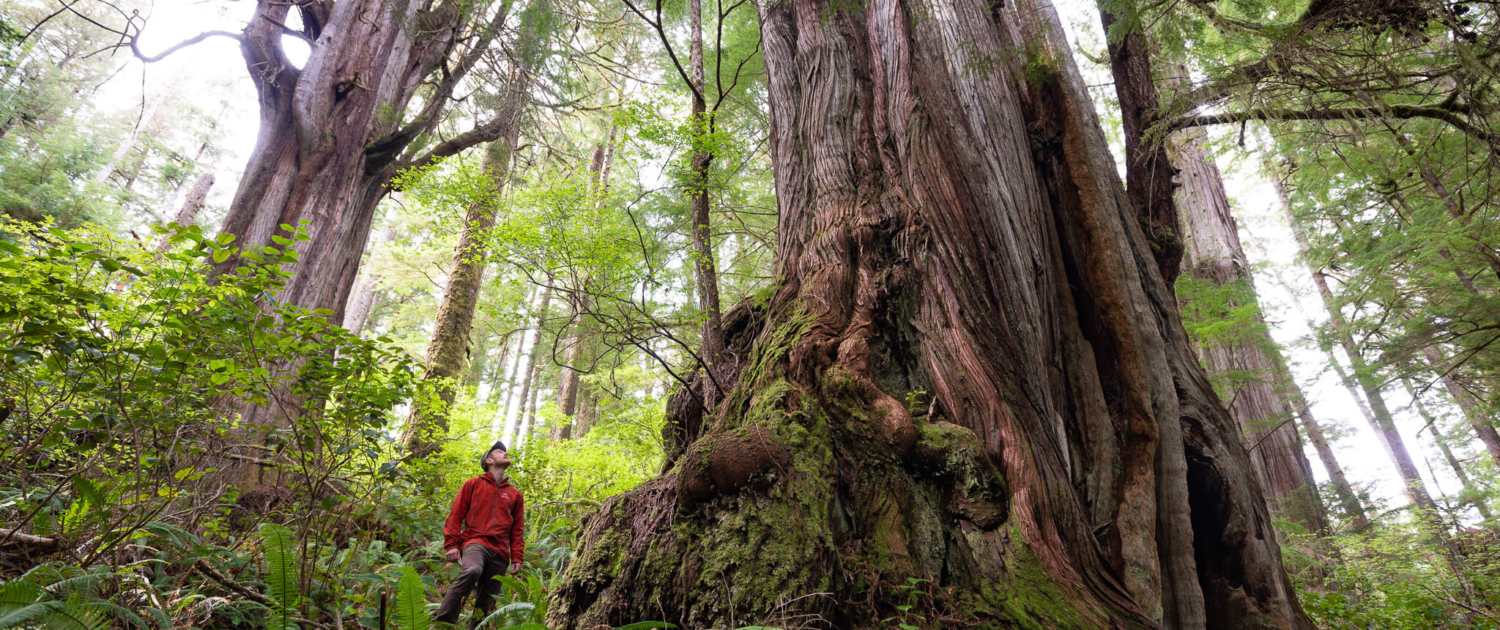 A man in a red jacket stands beside a massive western redcedar trunk in an old-growth forest.