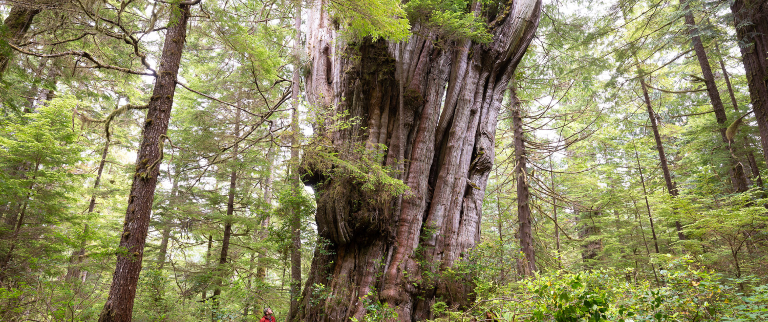 Quatsino Old-Growth Under Threat 2023 - Ancient Forest Alliance