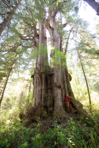 The Thornspire Cedar on Flores Island in Clayoquot Sound, BC. Ahousaht territory.