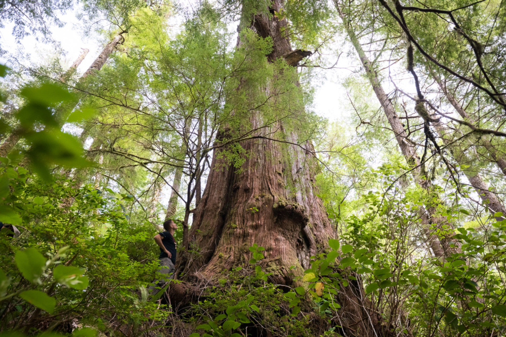 A solid cedar on the flanks of Flores Island.