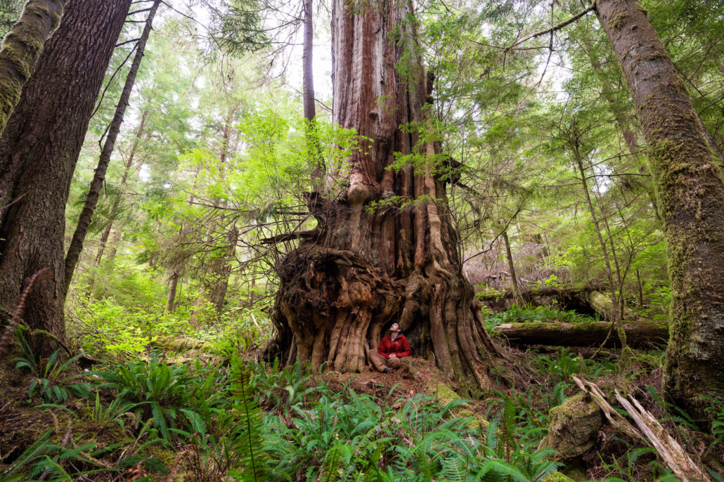 A huge melted-looking cedar amongst the grove.