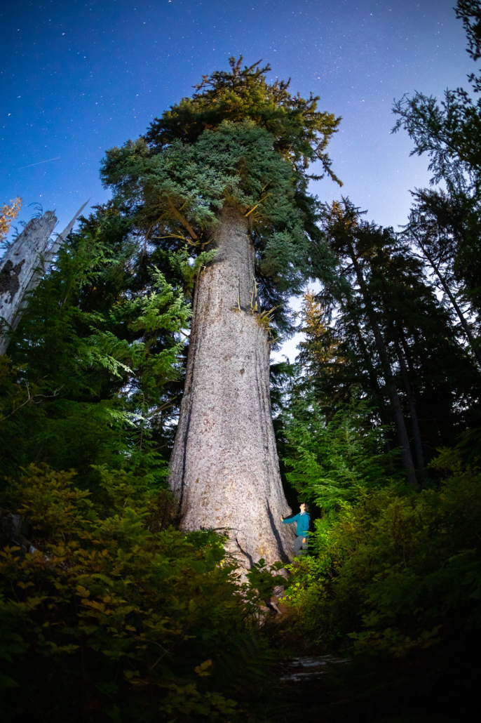 A man in a blue jacket who is 6'4" stands beside a towering Sitka spruce. The spruce is lit up by a torch at its base and stands against a background of other dark green trees and a magnificent starry sky.