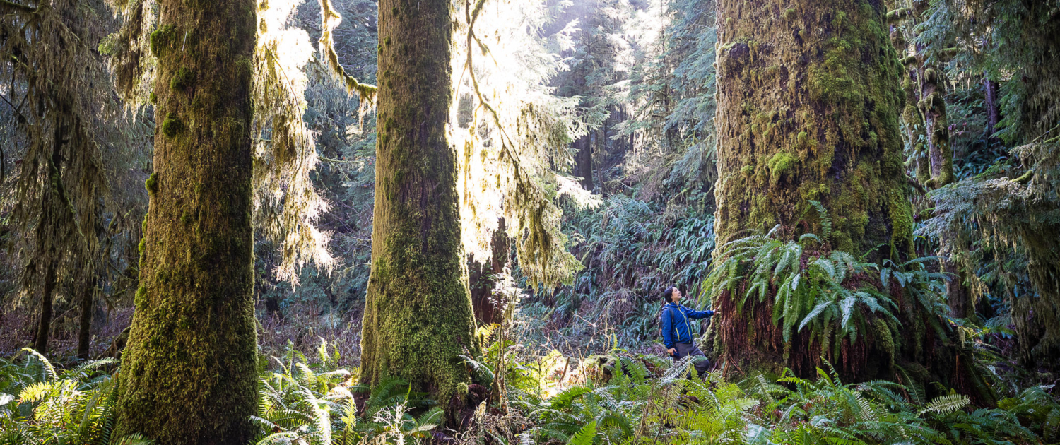Endangered Ecosystems Alliance Executive Director, Ken Wu, stands beside a giant Sitka spruce tree in an old-growth forest west of Lake Cowichan in Ditidaht territory.
