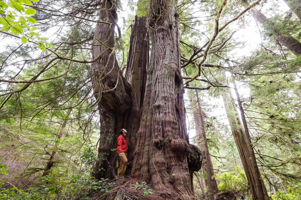 Ancient Forest Alliance Campaigner & Photographer, TJ Watt, stands beside an unprotected old-growth redcedar tree in the Jurassic Grove near Port Renfrew in Pacheedaht territory.