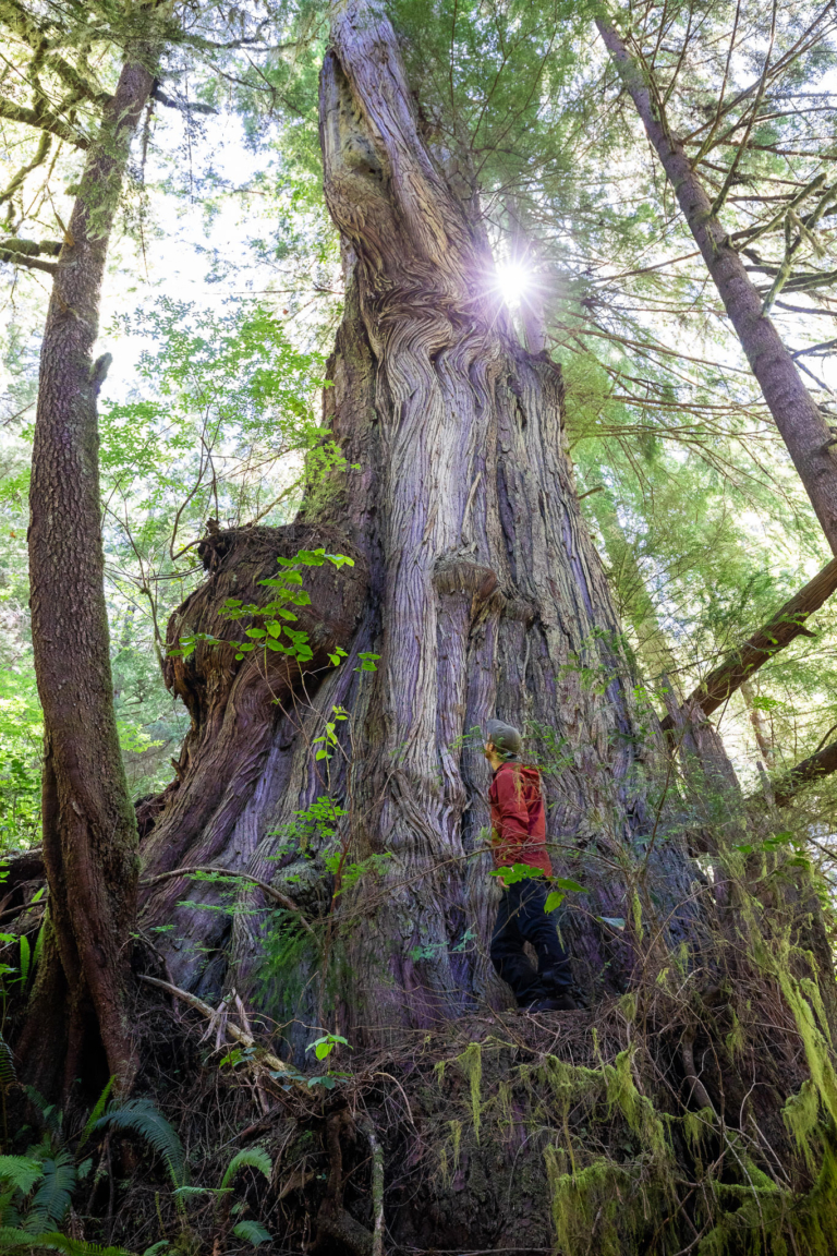 Canada's Largest Spruce Tree - The San Juan Spruce! - Ancient Forest ...