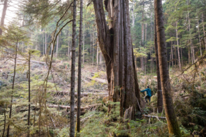 A giant redcedar tree under threat.