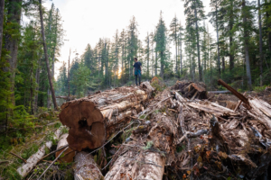 Old-growth destruction.