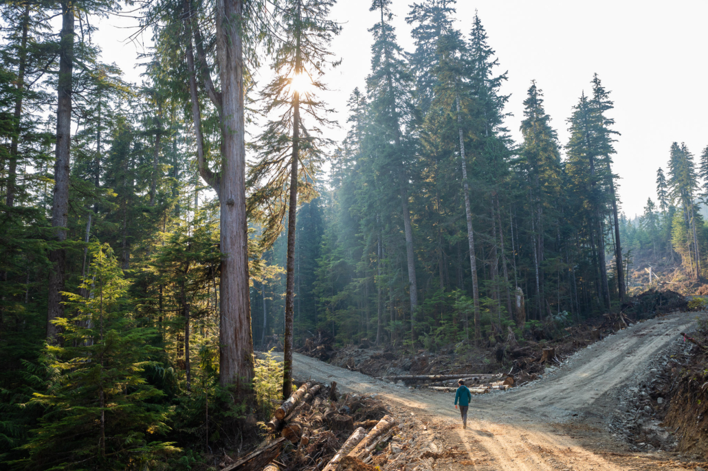 A man in a blue jacket walks along a logging road that forks between scattered patches of old growth redcedars and Sitka spruce and adjacent cutblocks.