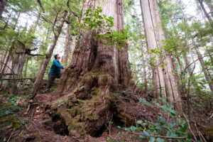Old-growth under threat.