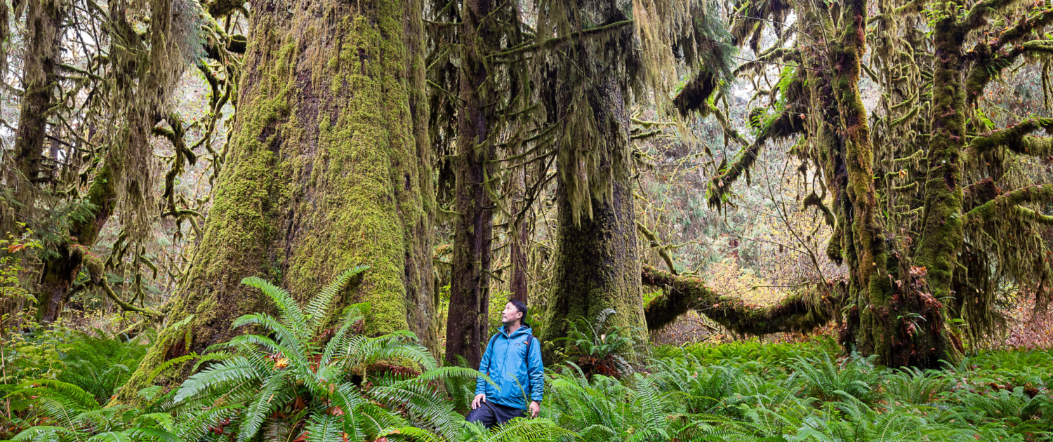 Endangered Ecosystems Alliance executive director, Ken Wu, stands in a blue jacket amongst the spectacular yet unprotected ancient forests of the Mossome Grove near Port Renfrew in Pacheedaht territory.
