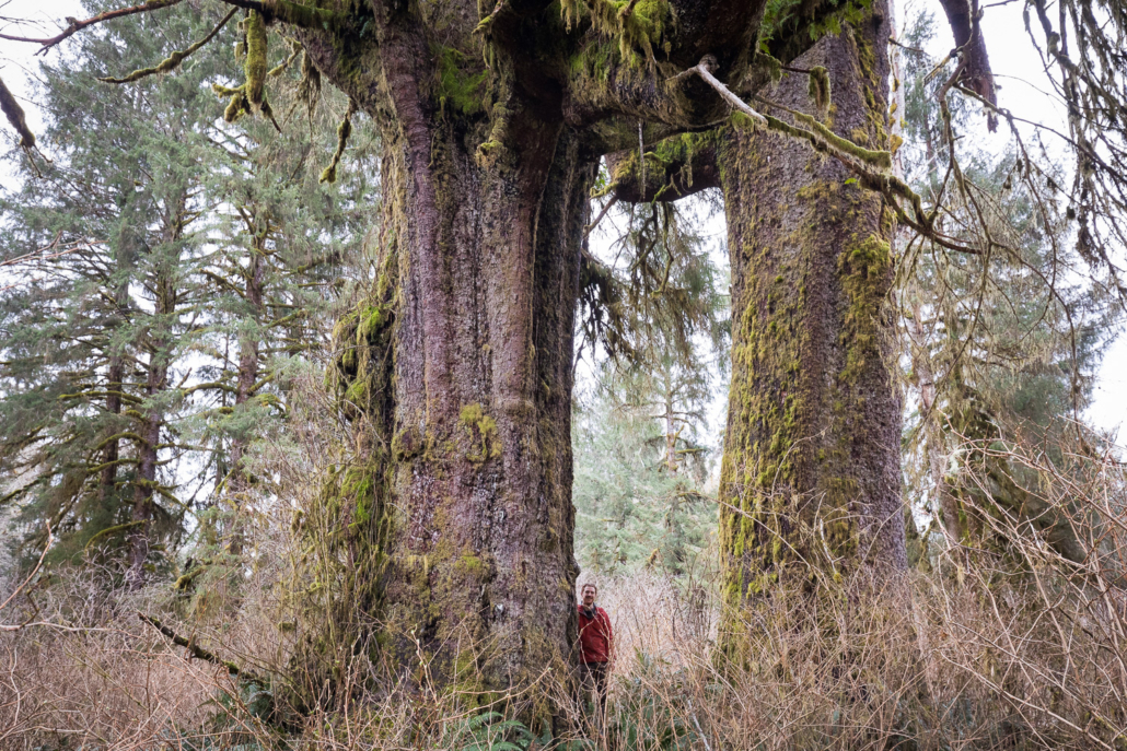 Ancient Forest Alliance photographer & campaigner, TJ Watt, stands between two enormous old-growth Sitka spruce growing unprotected near Port Renfrew, BC in Pacheedaht territory.