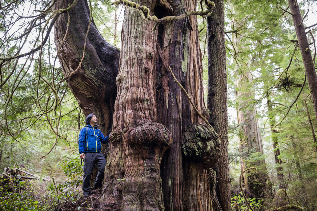 Endangered Ecosystems Alliance executive director, Ken Wu, stands beside a monumental old-growth redcedar tree in the unprotected Jurassic Grove near Port Renfrew, BC in Pacheedaht territory.
