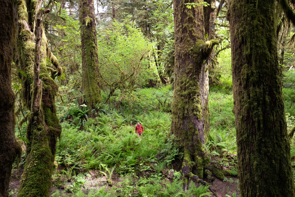 A man in a red jacket stands beside an enormous old-growth Sitka spruce among a sea of green ferns and other old-growth fauna growing unprotected west of Lake Cowichan in Ditidaht territory.