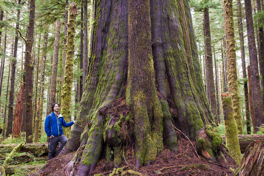 Endangered Ecosystems Alliance executive director, Ken Wu, stands beside a monumental old-growth redcedar tree in the unprotected Eden Grove near Port Renfrew, BC in Pacheedaht territory.