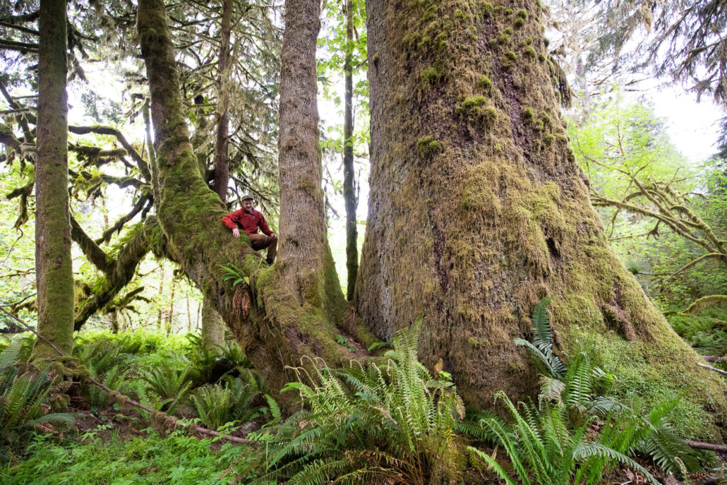 Ancient Forest Alliance photographer & campaigner, TJ Watt, beside an enormous old-growth Sitka spruce growing unprotected west of Lake Cowichan in Ditidaht territory.