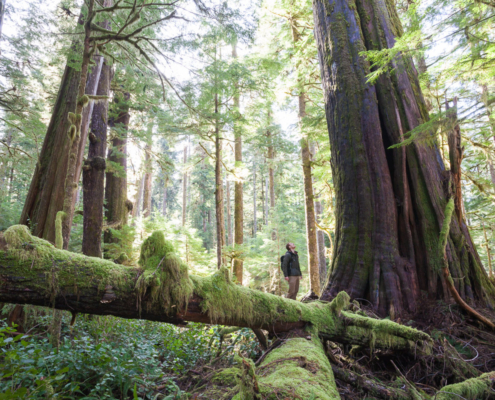 A man in a green shirt and chinos stands amidst a stunning old-growth grove, looking up at an ancient western redcedar. Moss, ferns, nurse logs, and other trees surround him in a sea of green.