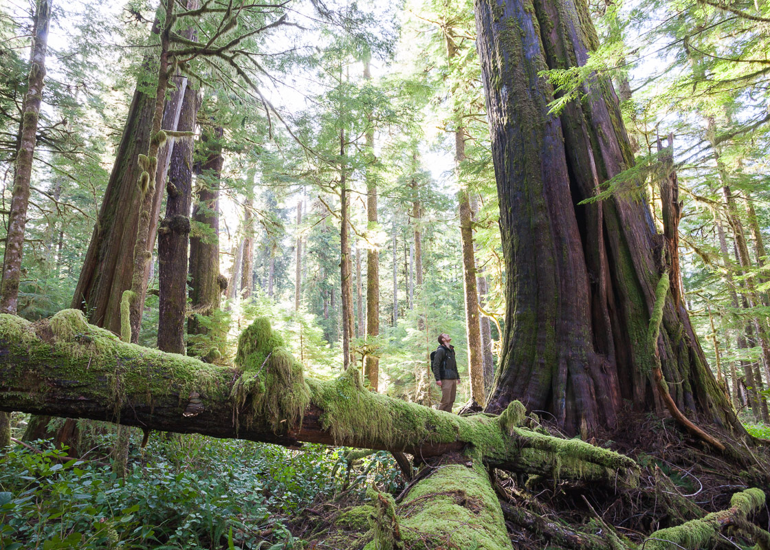 A man in a green shirt and chinos stands amidst a stunning old-growth grove, looking up at an ancient western redcedar. Moss, ferns, nurse logs, and other trees surround him in a sea of green.