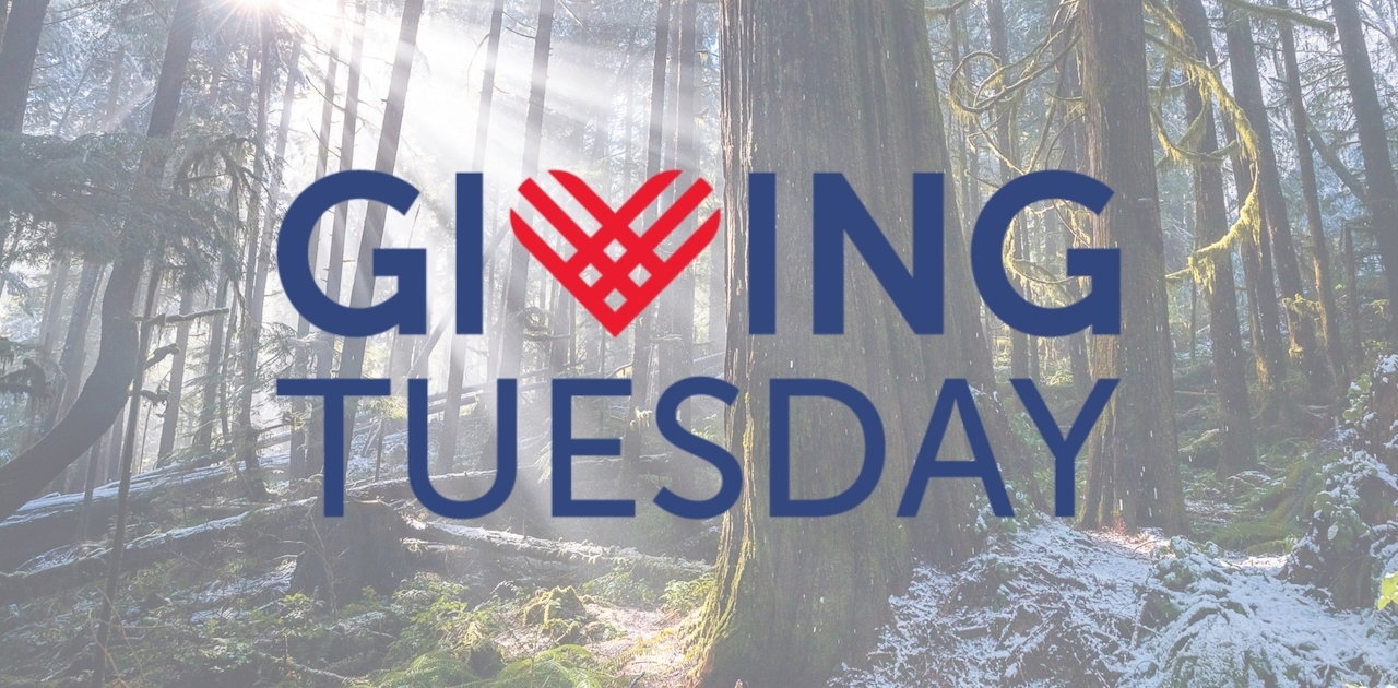 A lightened photo of a snowy old-growth forest with the words "Giving Tuesday" overlaid.