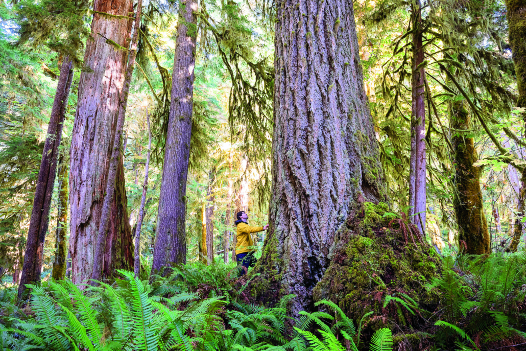 A man in a yellow jacket stands beside a massive Douglas-fir tree in an ancient Douglas-fir grove.
