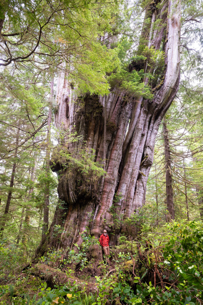 A man in a red jacket stands in front of a massive ancient redcedar.