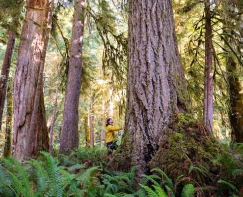 A man in a yellow jacket stands beside a massive Douglas-fir tree in an ancient Douglas-fir grove.