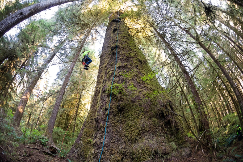 Through a fisheye lens, a man wearing neon ascends the largest Sitka spruce tree in Carmanah-Walbran Provincial Park, with many other trees surrounding it.