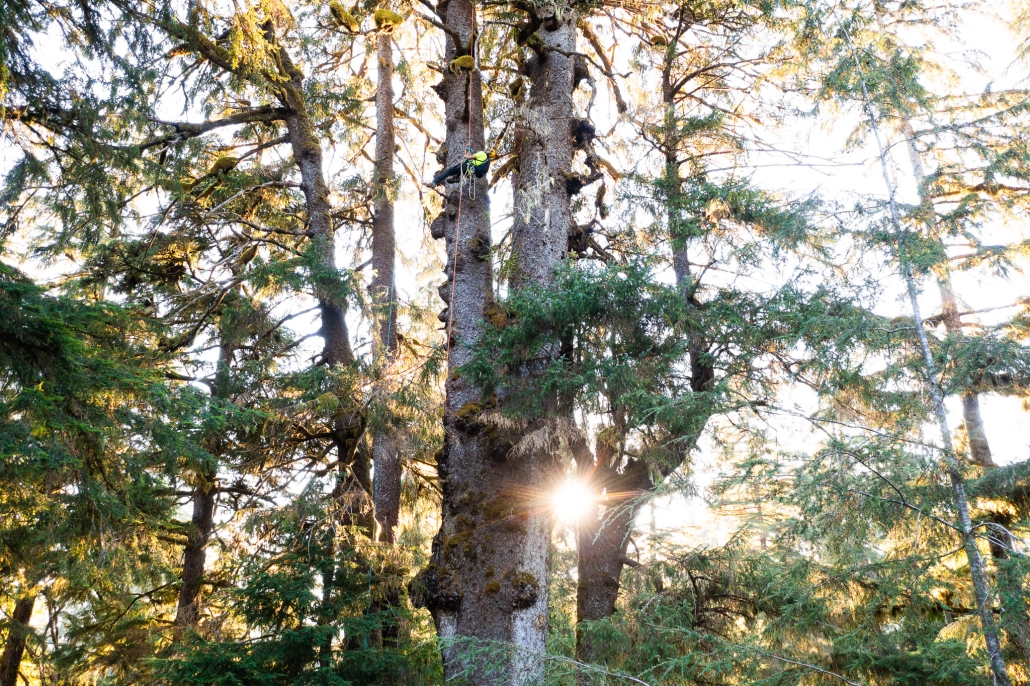 A man in neon scales a record-sized Sitka spruce as the sun peaks out from behind the branches as they sprawl every which way.