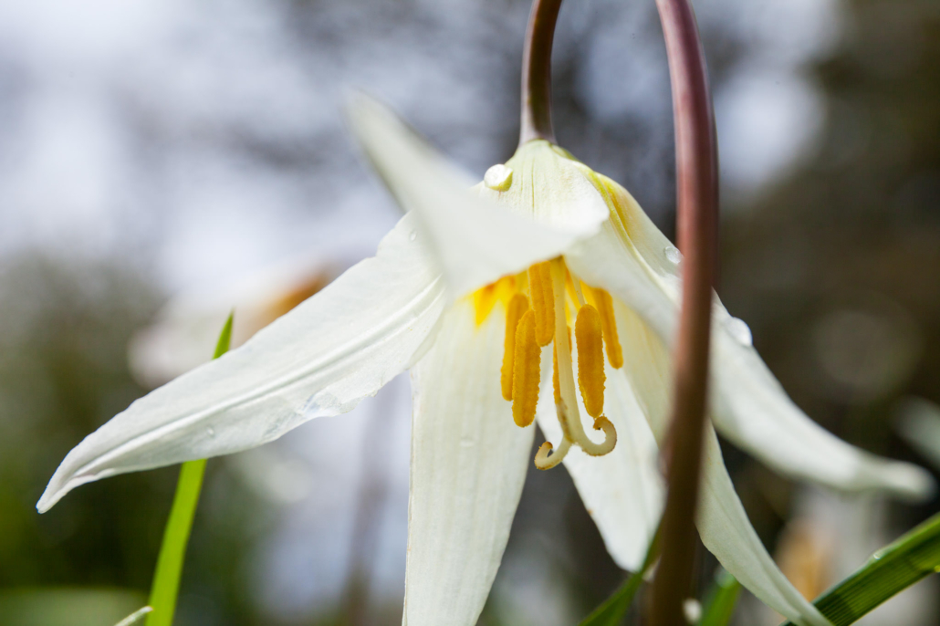 A white fawn lily, with its oblong petals and vibrant yellow pistil and stamen, hangs delicately.