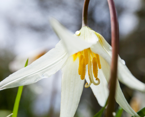 A white fawn lily, with its oblong petals and vibrant yellow pistil and stamen, hangs delicately.