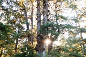 The Hydra Spruce. This is the largest known spruce overall in the Carmanah Valley and the fourth largest spruce on record in BC.