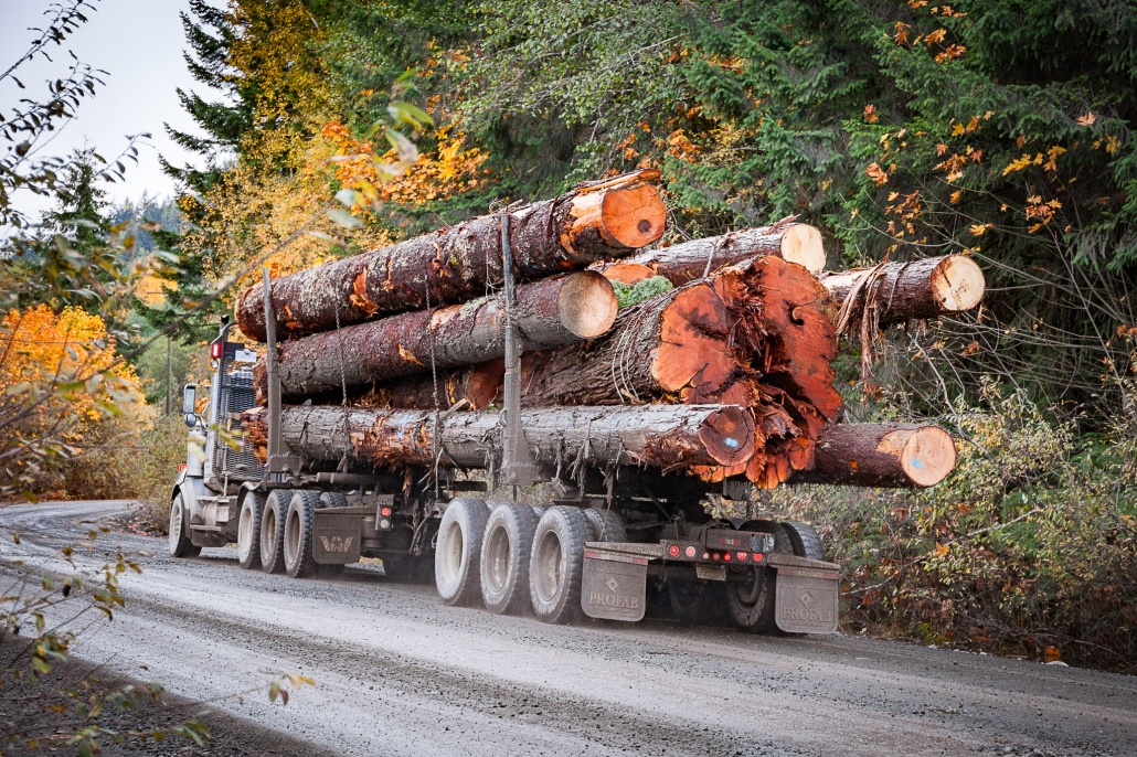 A logging truck speeds down a logging road carrying a number of ancient western redcedars as autumnal colours decorate the background.