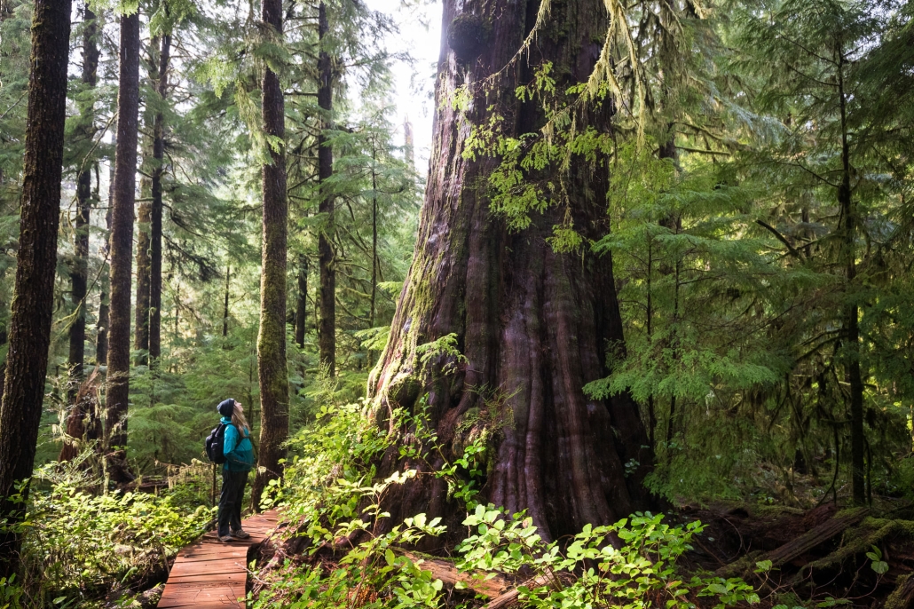 A woman in a blue jacket stands on a boardwalk looking up at an amazing ancient western redcedar. She is surrounded by lush green old-growth forest.