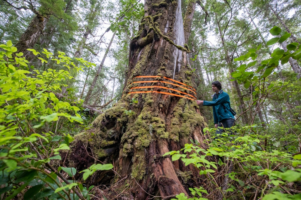 AFA's Ian Thomas, wearing a blue jacket and grey pants, stands beside an old-growth cedar in a forest under imminent threat, as seen by the bright orange felling tape wrapped around the massive tree.