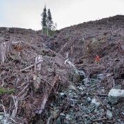 AFA's TJ Watt stands in a brutal cutblock that used to be an Old-Growth Management Area.