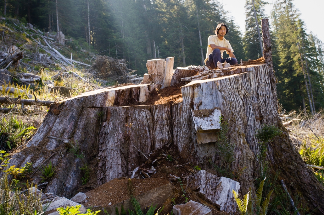 A man in a white shirt crouches on top of a massive ancient western redcedar stump in a clearcut. 