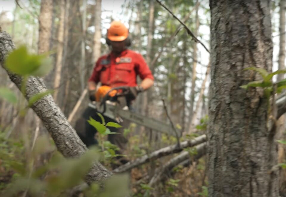 A firefighter for the BC Wildfire Service prepares to cut down trees to reduce potential fire fuel. He wears read and stands among many trees and logs, and much greenery.