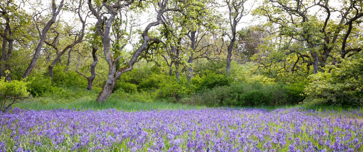 camas flowers bloom in a garry oak meadow in uplands park