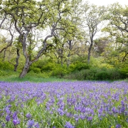 camas flowers bloom in a garry oak meadow in uplands park